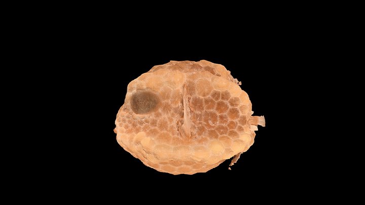 Boxfish, Ostraciidae - Juvenile 3D Model