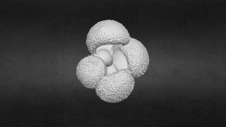 Globigerina bulloides 3D Model