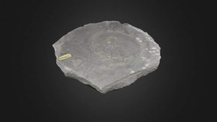 Sponge: Uphantaenia chemungensis (PRI 76745) – Gratis 3D-model STL