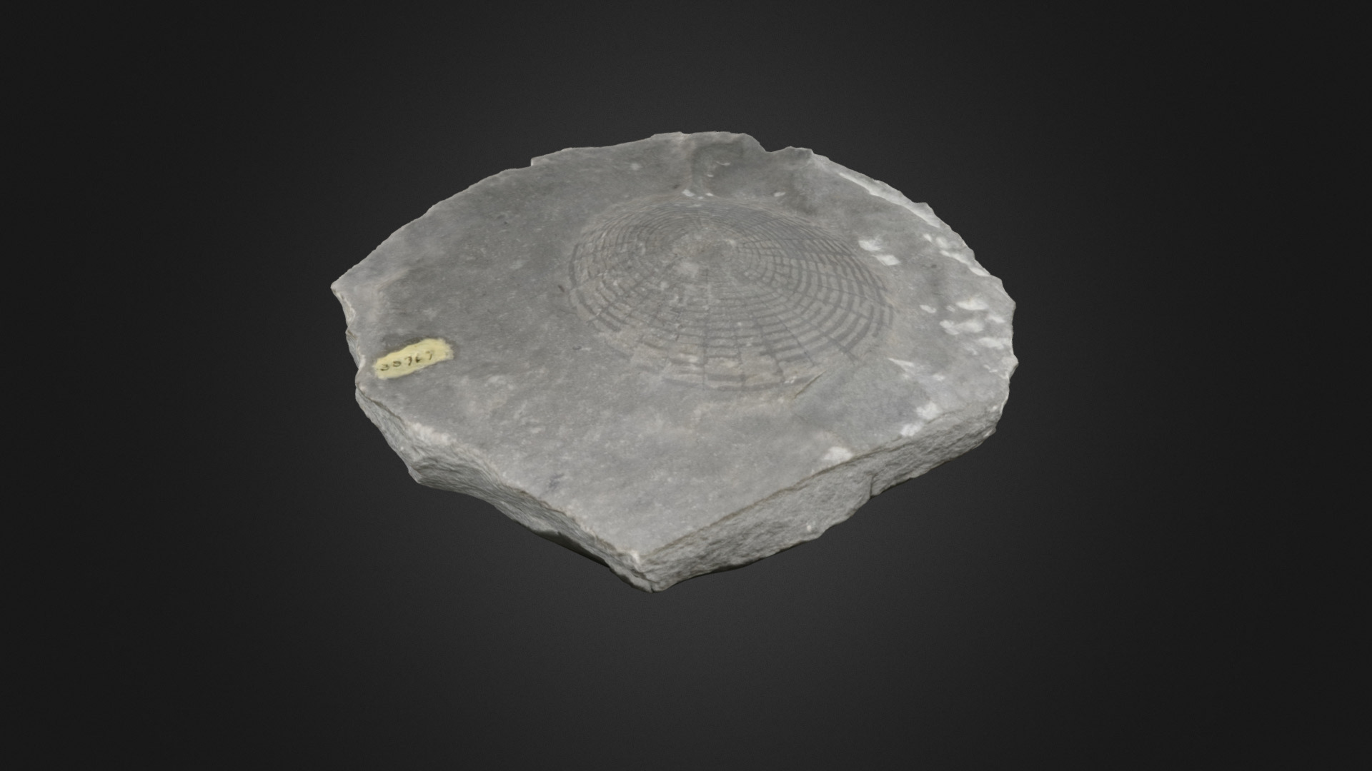 sponge-uphantaenia-chemungensis-pri-76745-download-free-3d-model