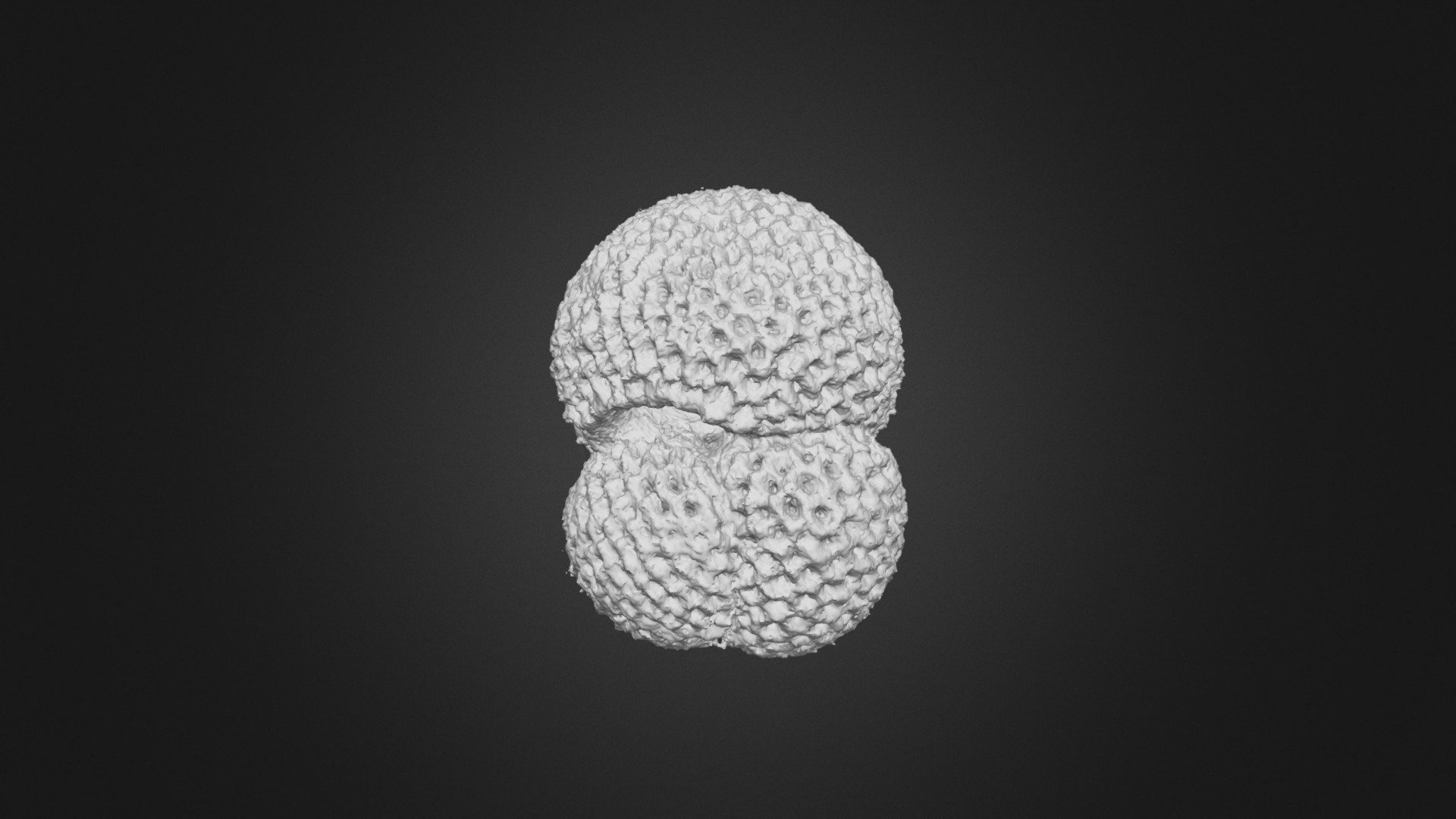 Trilobatus trilobus1_Miocene Age