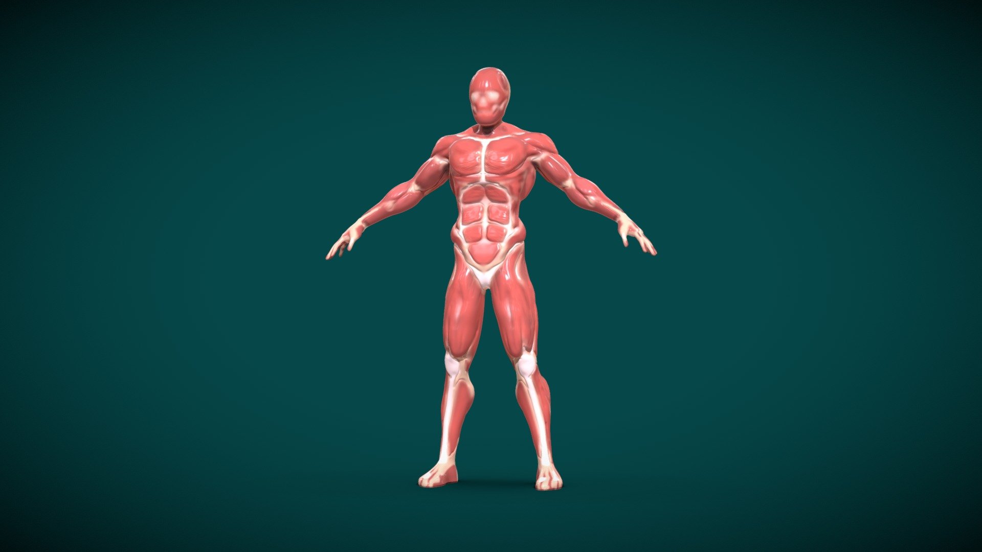 2283 DRIF OUSSAMA ANATOMY 2