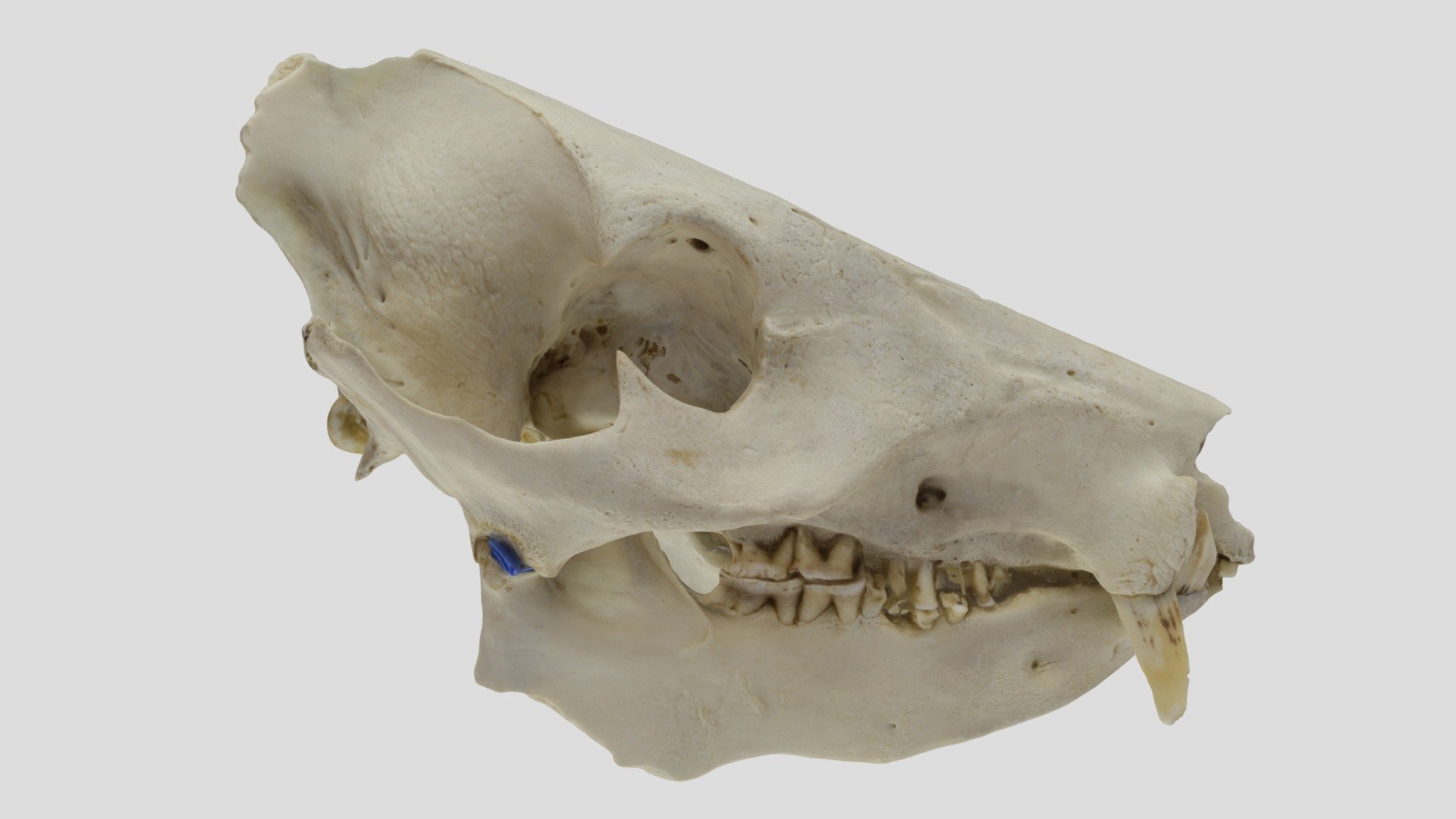 UWYMV:6020, Pecari tajacu angulatus, skull - Download Free 3D model by ...