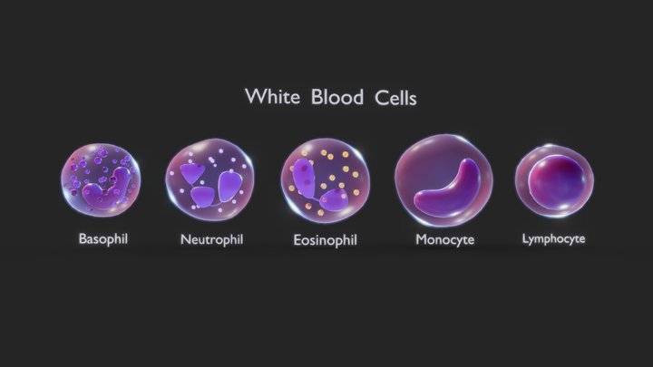 White Blood Cells 3D Model