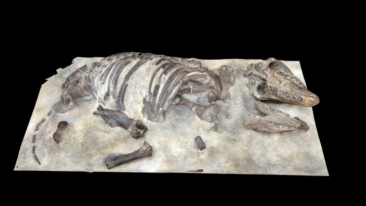 Diaceratherium lemanense – Modèle 3D gratuit STL
