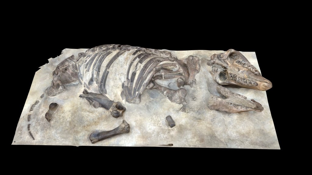 Diaceratherium lemanense