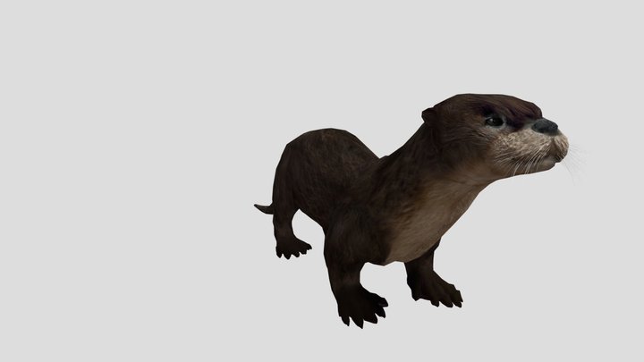 Huillín - Lontra provocax 3D Model