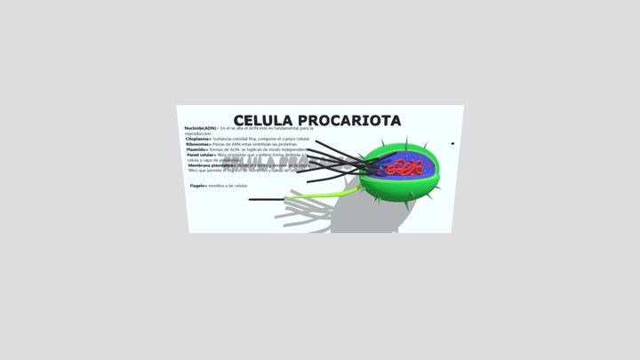 Célula Procariota 3D 3D Model