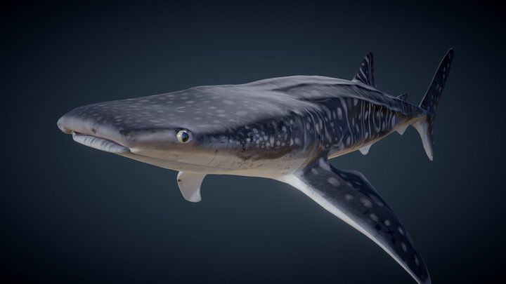 Whale Shark 3D Model
