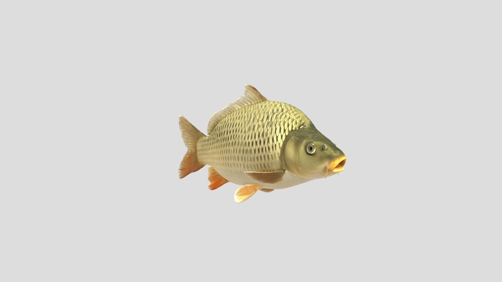 Common Carp (Cyprinus Carpio) Final