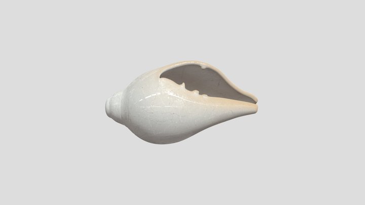 Shell 3D Model