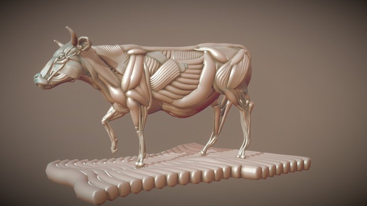 Cow ecorche 3D Model