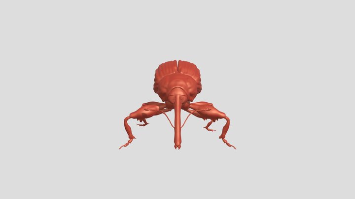Anthonomus grandis Boh. | Boll weevil 3D Model