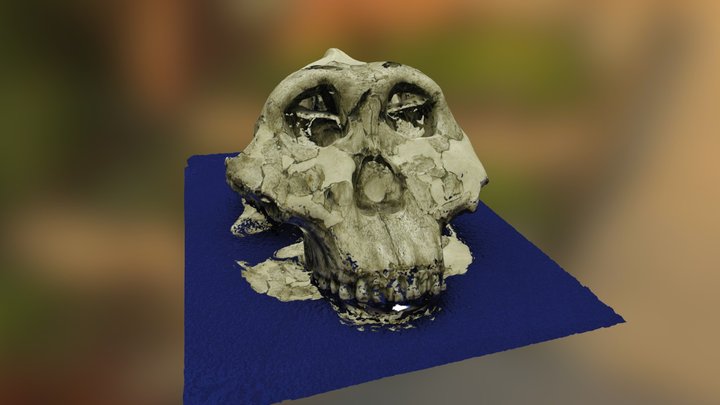 Primitive Human Skull_01 3D Model