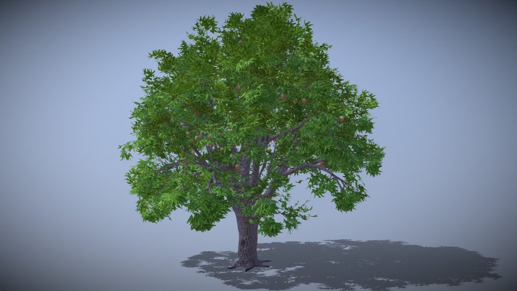 Mango Tree