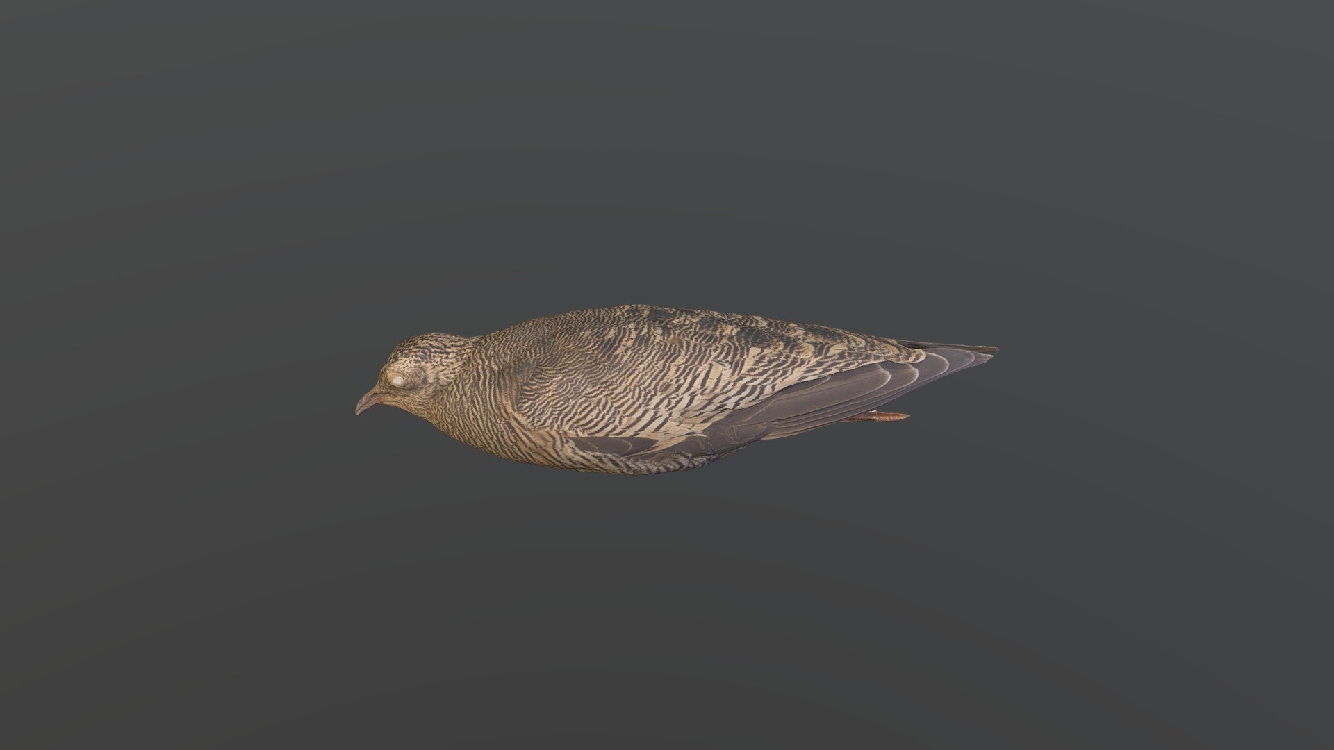 Lichtenstein's Sandgrouse - P. Lichtensteinii