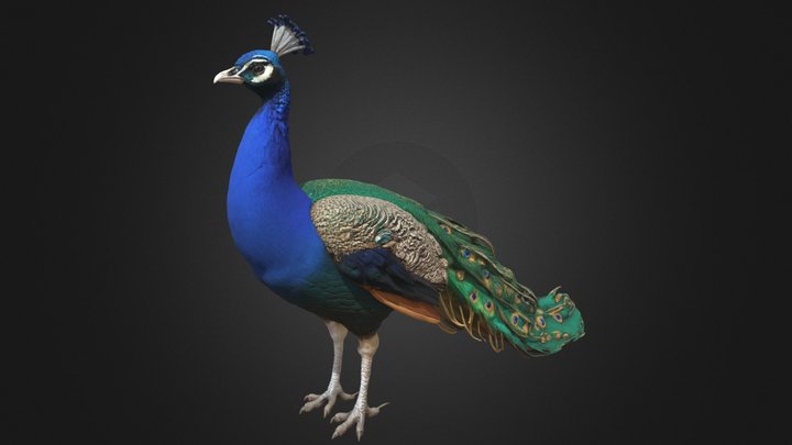 Indian Peacock – Fanned Tail Rigged Bird