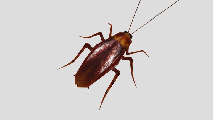 Giant cockroach 3D Model