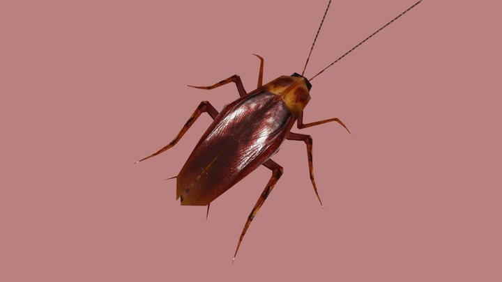 Giant cockroach 3D Model