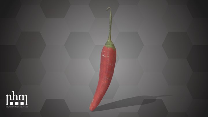 Chili Pepper (NHMW-AFW-DING-0046-073) – Modello 3D gratuito STL