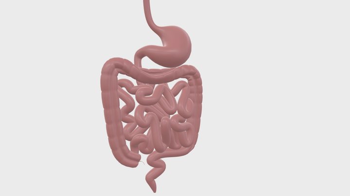 Anatomy - Digestive Gastrointestinal Tract 2 3D Model