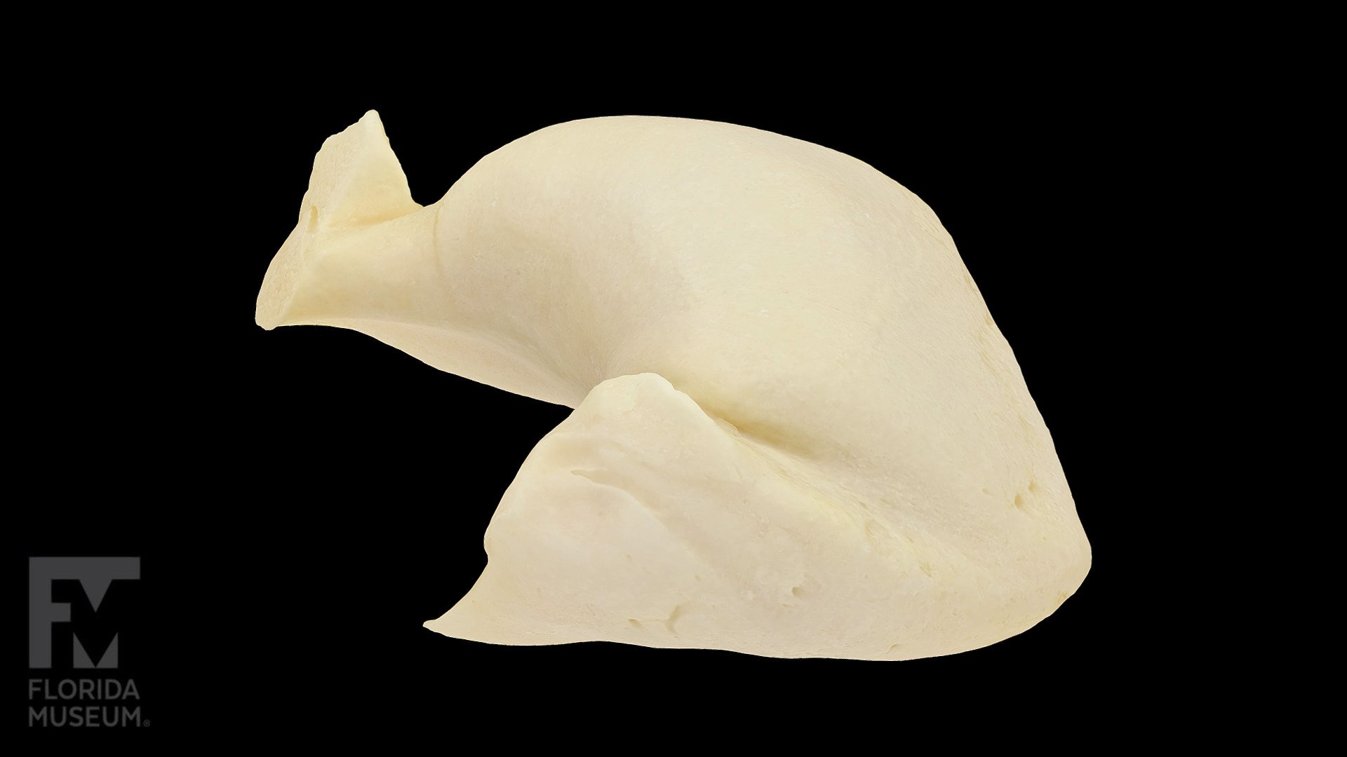 Partial manatee ear bone - 3D model by FloridaMuseum [4b1e37d] - Sketchfab