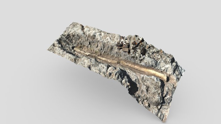 F1_Fossil 3D Model