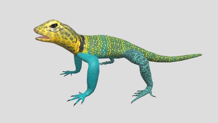 Collared Lizard 3D Model