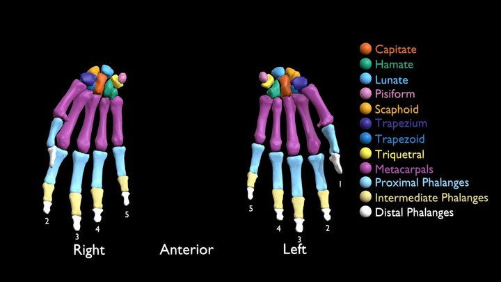 Human Hand Bones 3D Model