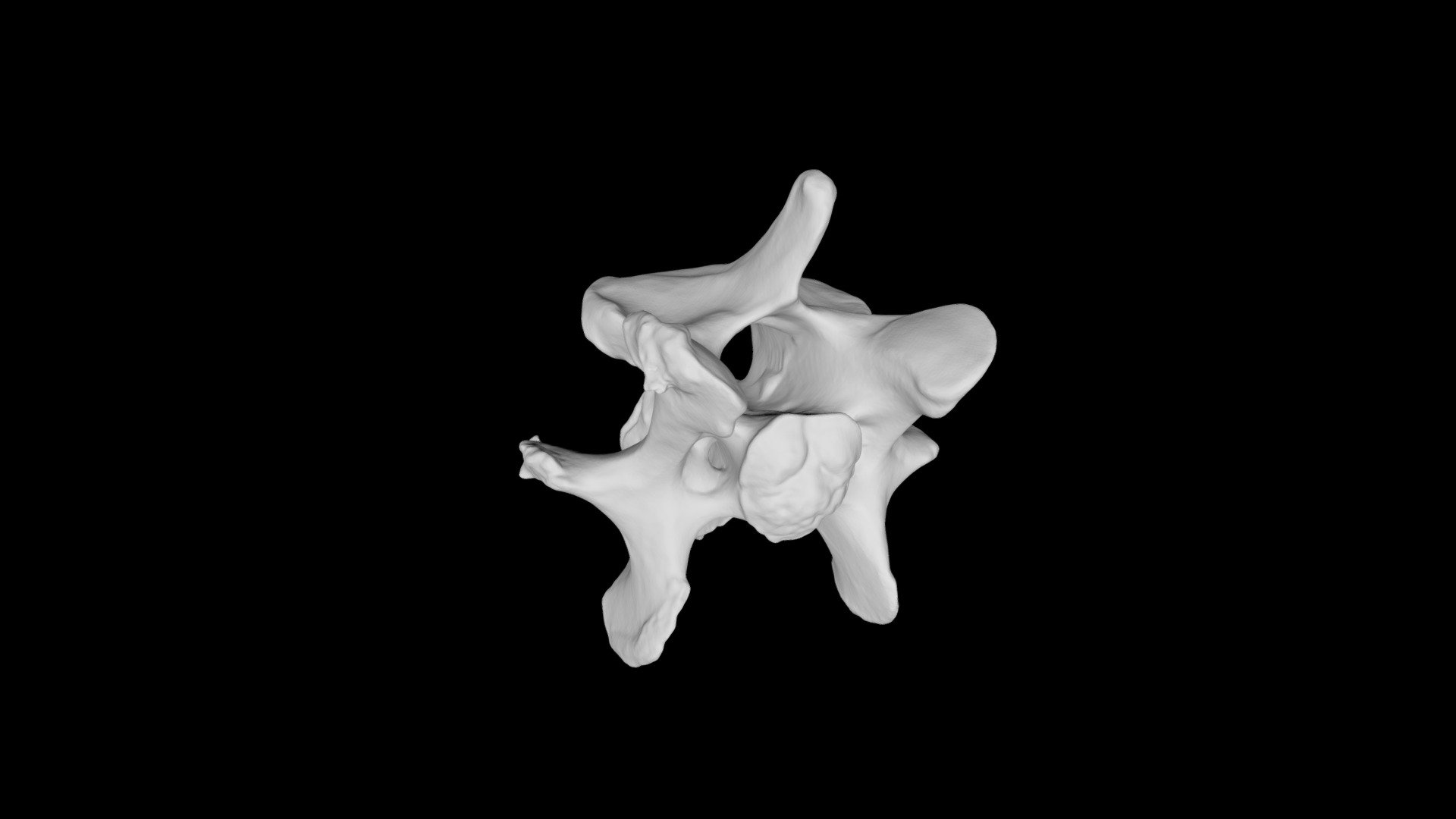 Whitetailed Deer Cervical Vertebra C5