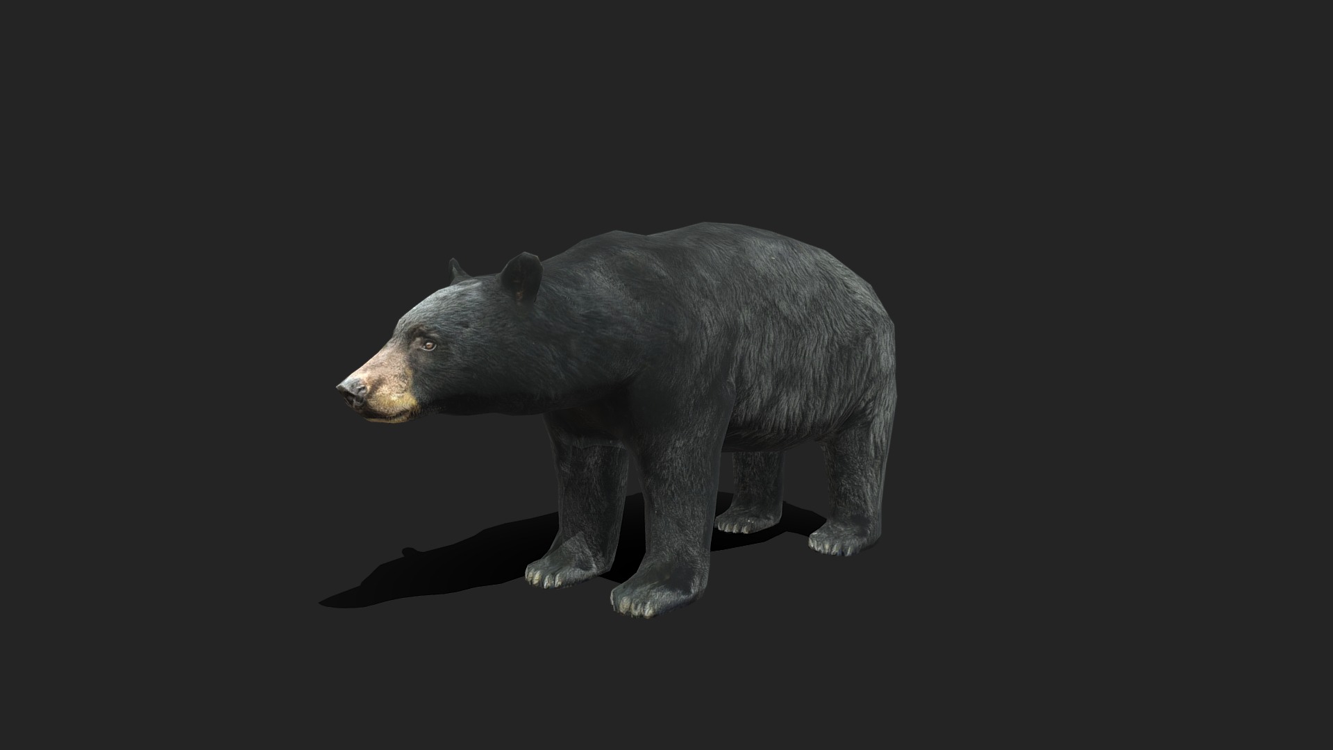 3D model Low Poly American Black Bear - This is a 3D model of the Low Poly American Black Bear. The 3D model is about a black and white photo of a wolf.
