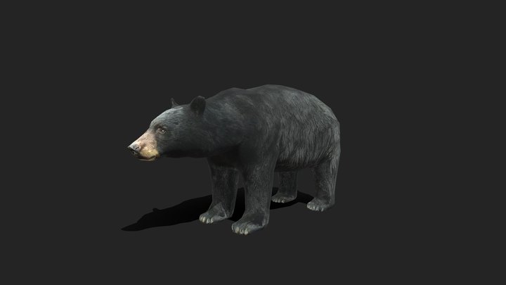 Low Poly American Black Bear 3D Model