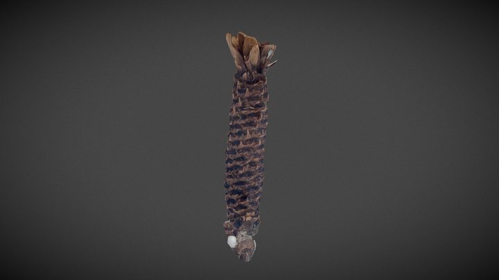 Pinecone chewed by squirrel 3D Model