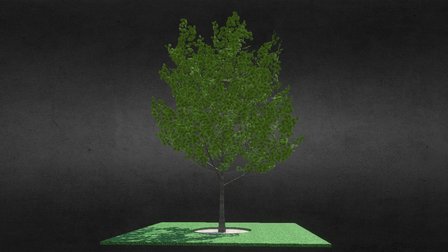 Maple tree 3D Model