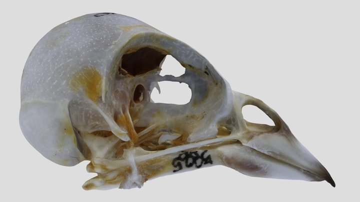 UWYMV:Bird:5885, Junco hyemalis, Skull – Gratis 3D-model STL