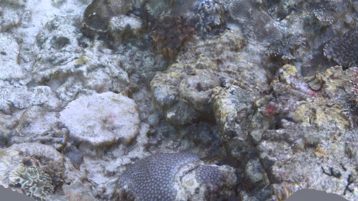 Coral Habitat 3D Model