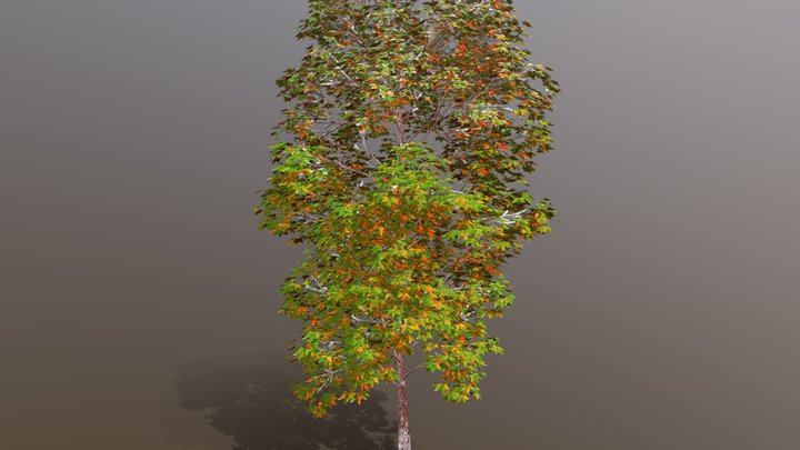 Platanus acerifolia 3D Model