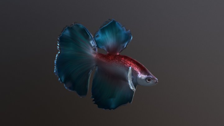 Betta Fish 3D Model