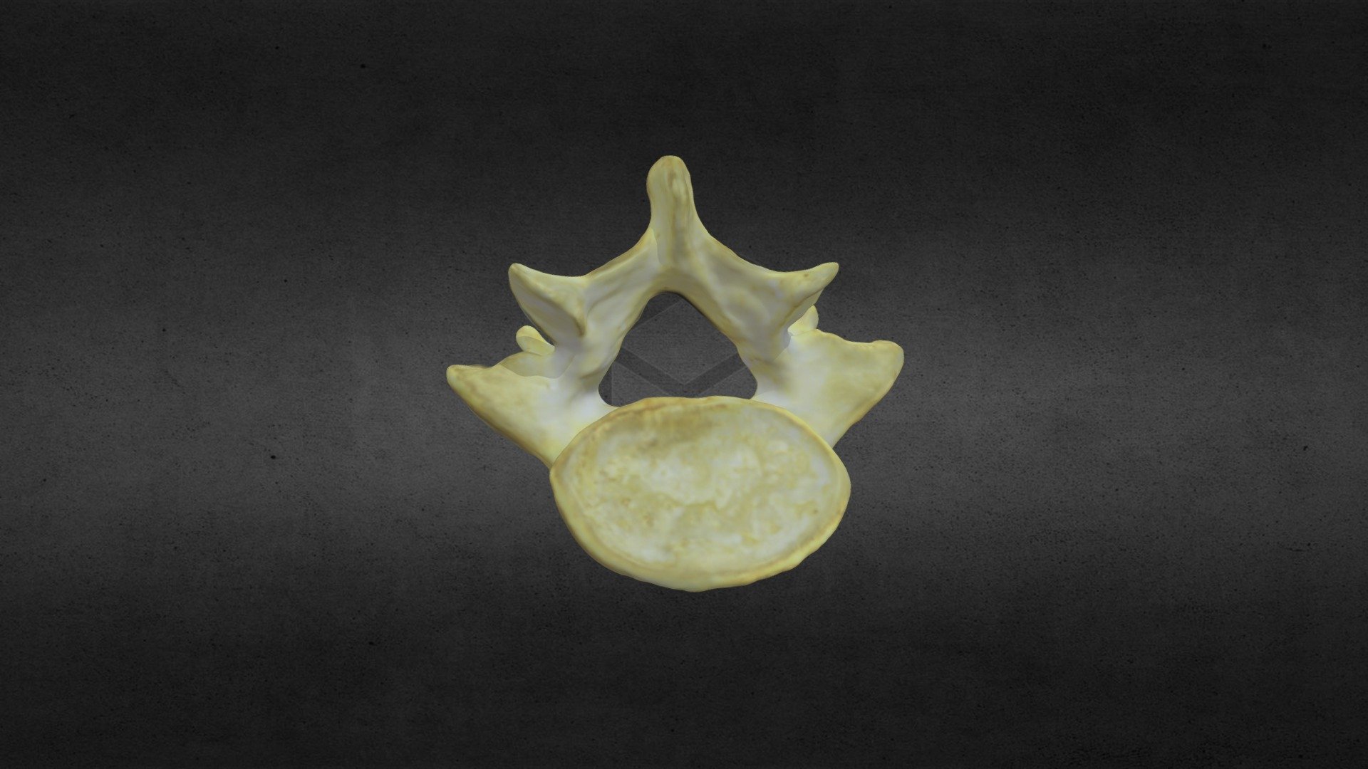 Vertebra 0