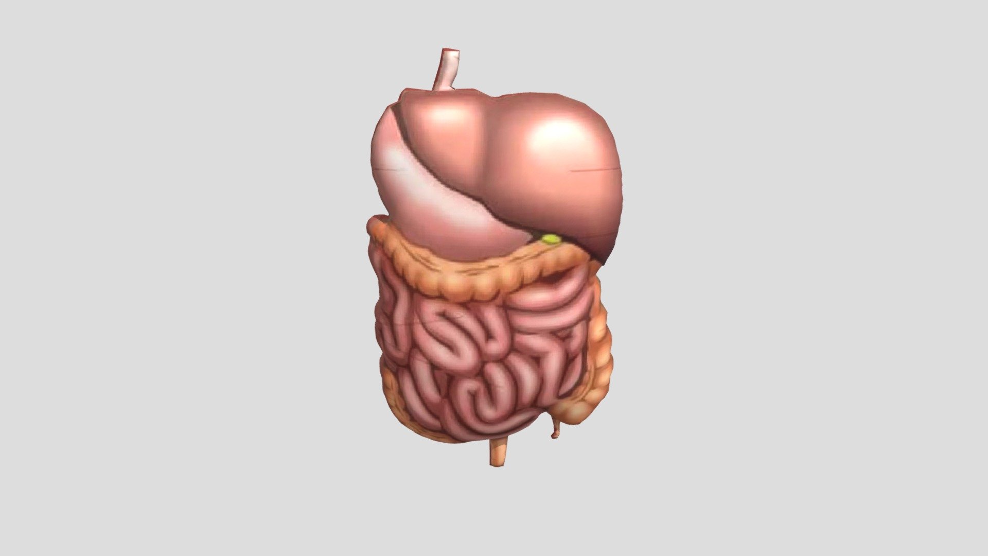 Sistem Pencernaan manusia - 3D model by alyach27 [4b35a8b] - Sketchfab