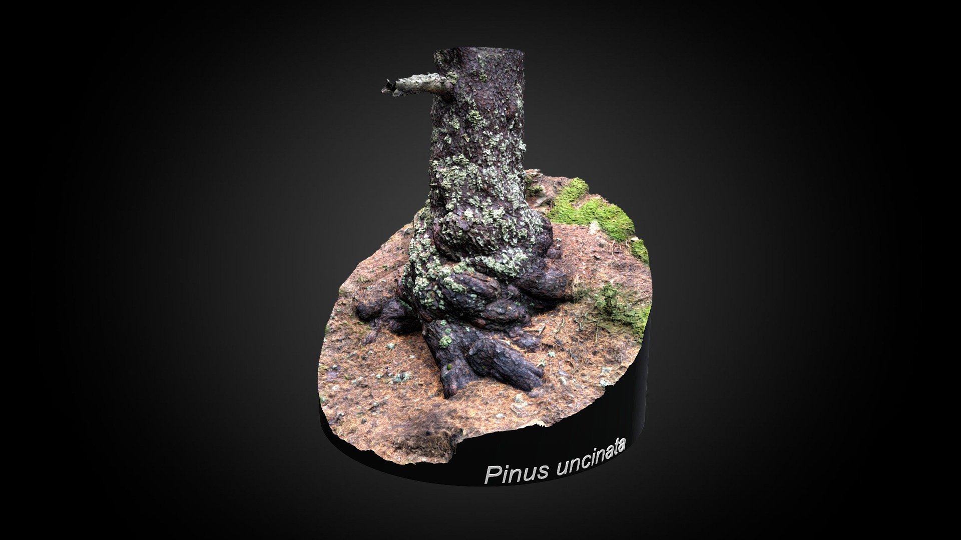Pinus uncinata - Seguimiento líquenes