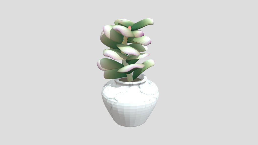 Succulent