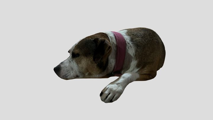 Jackie the dog is sleeping 3D Model