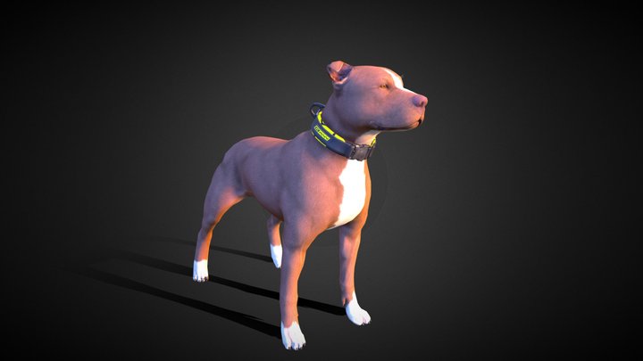 Pitbull- Collar 3D Model
