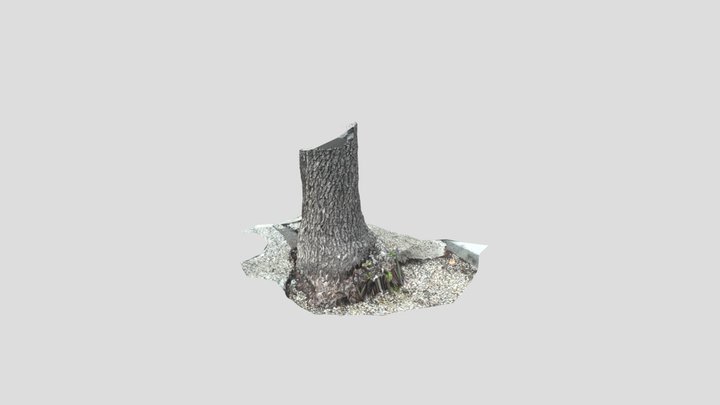 Tree Trunk Rendered with Photogrammetry 3D Model