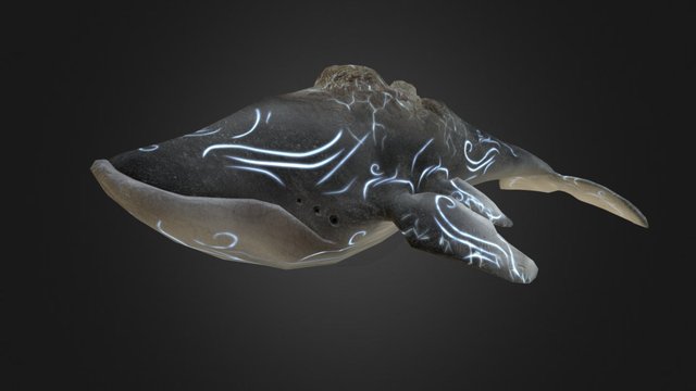 Whale 3D Model
