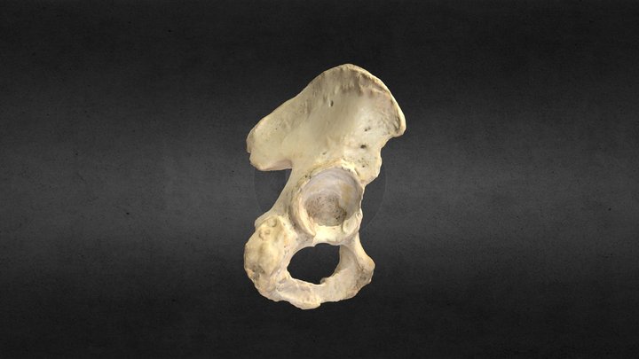 Hueso coxal/Coxal Bone 3D Model