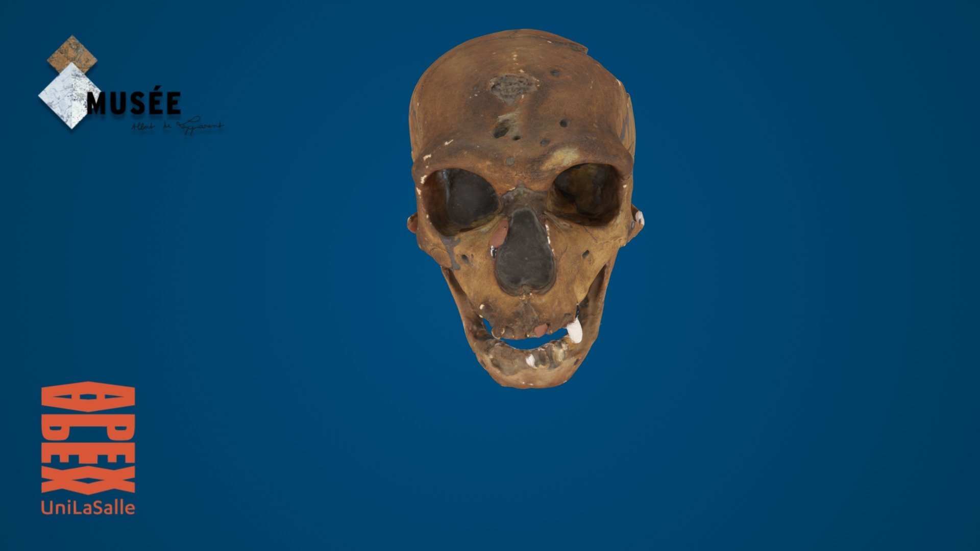 Homo neanderthalensis — Sketchfab embed 3D viewer