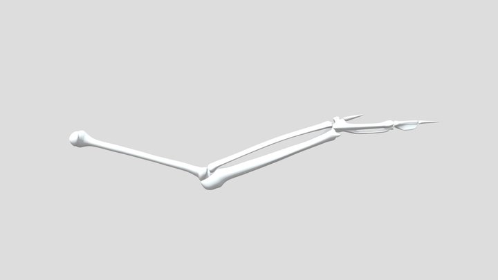 Updated Wing Skeleton 3D Model