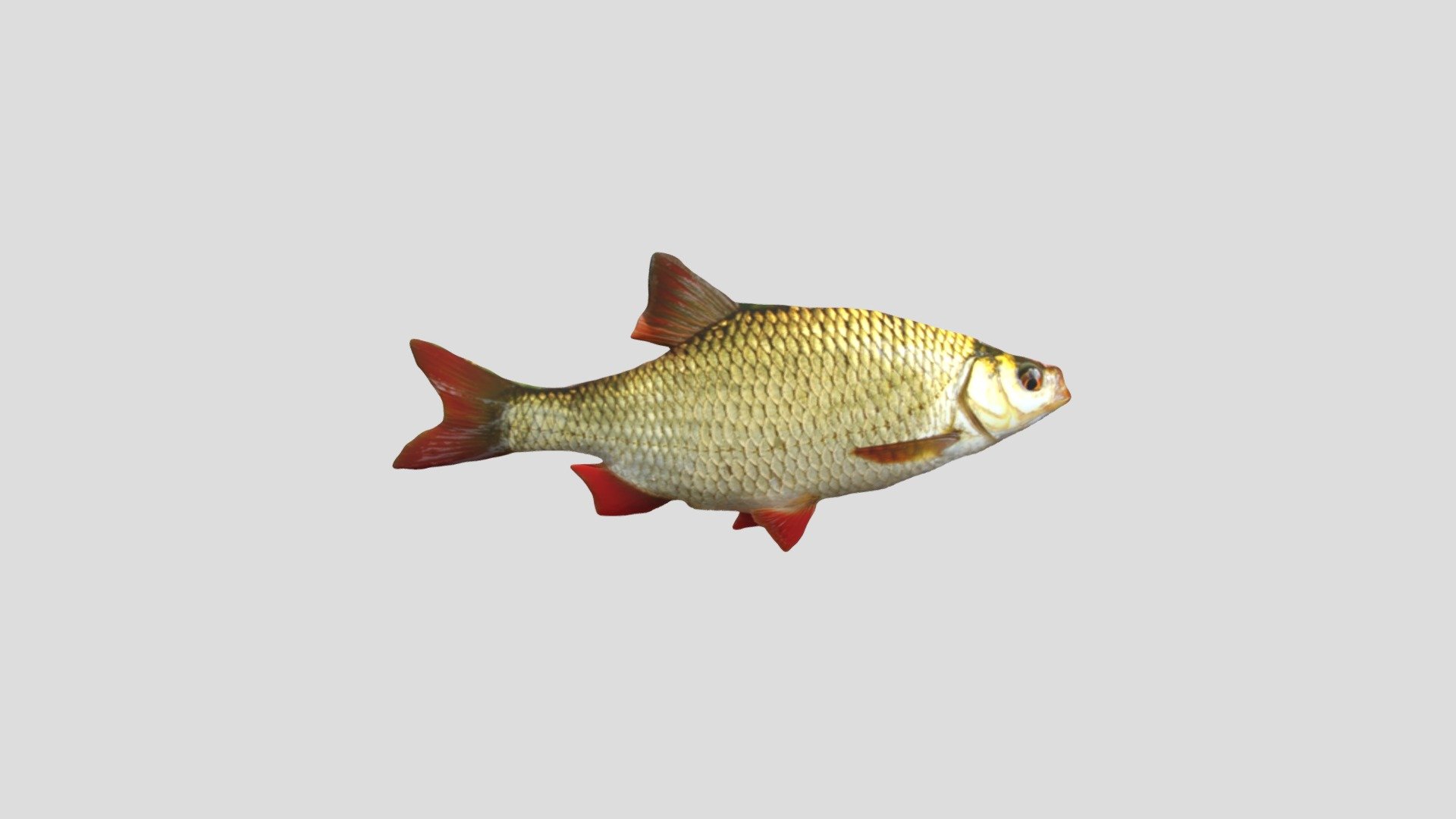 Rudd - 3D model by vesk2321 [4b489bd] - Sketchfab